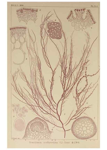 Reproducción/Reproduction 9935610853: Icones of Japanese algae.. Tokyo,Kazamashobo[1907-1942]
