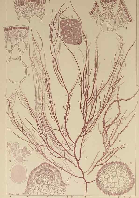 Reproducción/Reproduction 9935610853: Icones of Japanese algae.. Tokyo,Kazamashobo[1907-1942]
