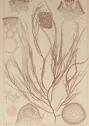 Reproducción/Reproduction 9935610853: Icones of Japanese algae.. Tokyo,Kazamashobo[1907-1942]