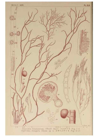Reproducción/Reproduction 9935615603: Icones of Japanese algae.. Tokyo,Kazamashobo[1907-1942]