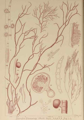 Reproducción/Reproduction 9935615603: Icones of Japanese algae.. Tokyo,Kazamashobo[1907-1942]
