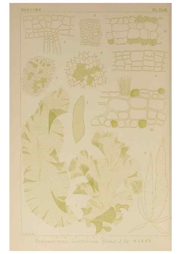 Reproducción/Reproduction 9935486715: Icones of Japanese algae.. Tokyo,Kazamashobo[1907-1942]