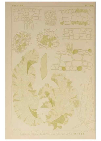 Reproducción/Reproduction 9935486715: Icones of Japanese algae.. Tokyo,Kazamashobo[1907-1942]