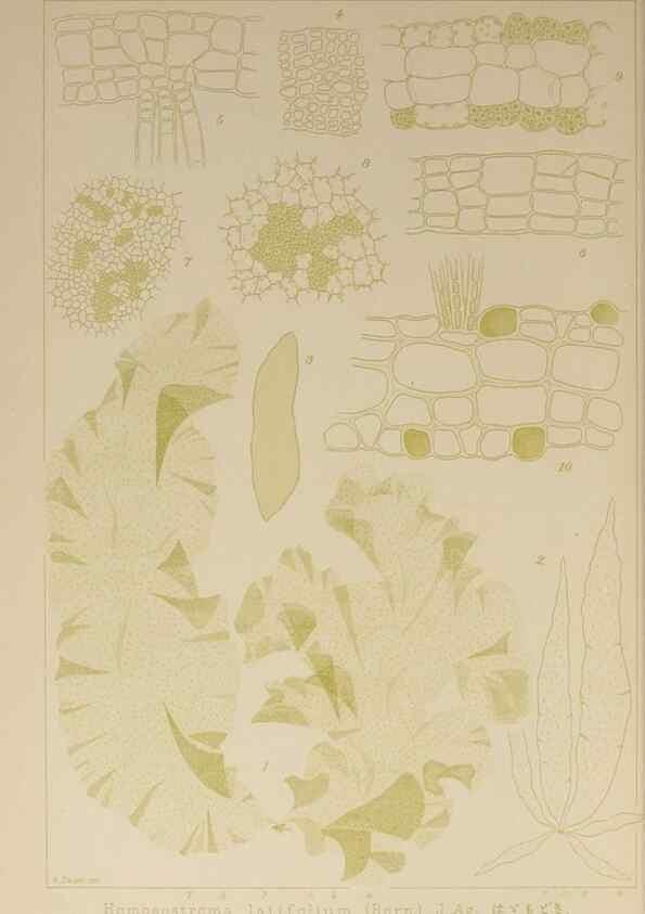 Reproducción/Reproduction 9935486715: Icones of Japanese algae.. Tokyo,Kazamashobo[1907-1942]