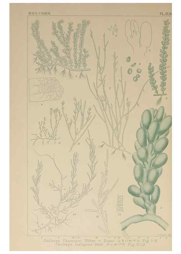 Reproducción/Reproduction 9935529884: Icones of Japanese algae.. Tokyo,Kazamashobo[1907-1942]