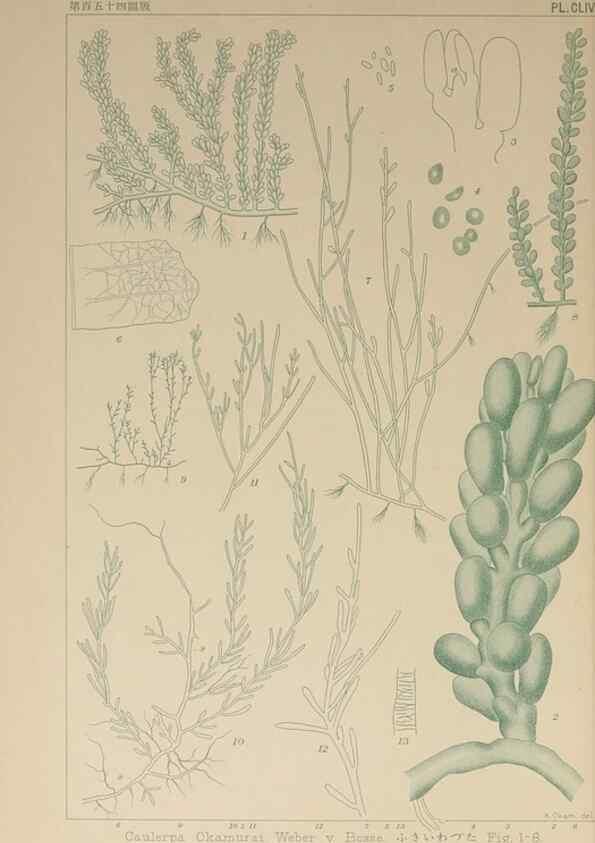 Reproducción/Reproduction 9935529884: Icones of Japanese algae.. Tokyo,Kazamashobo[1907-1942]