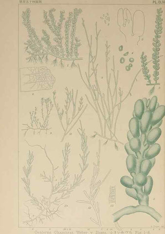 Reproducción/Reproduction 9935529884: Icones of Japanese algae.. Tokyo,Kazamashobo[1907-1942]