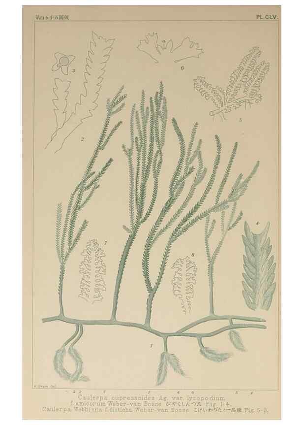 Reproducción/Reproduction 9935533394: Icones of Japanese algae.. Tokyo,Kazamashobo[1907-1942]