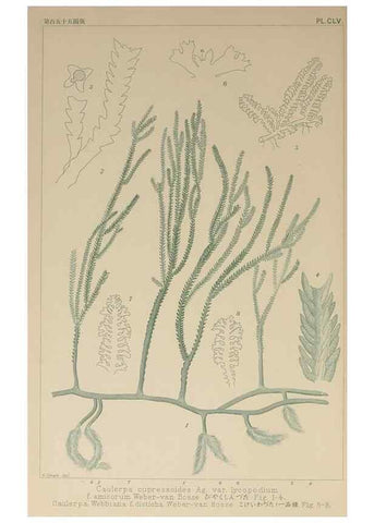 Reproducción/Reproduction 9935533394: Icones of Japanese algae.. Tokyo,Kazamashobo[1907-1942]