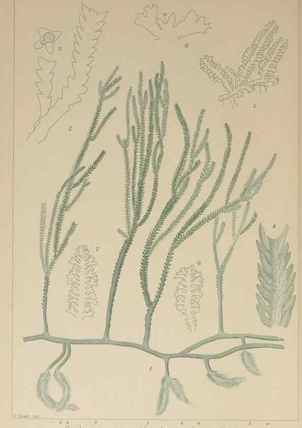 Reproducción/Reproduction 9935533394: Icones of Japanese algae.. Tokyo,Kazamashobo[1907-1942]