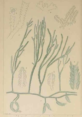 Reproducción/Reproduction 9935533394: Icones of Japanese algae.. Tokyo,Kazamashobo[1907-1942]
