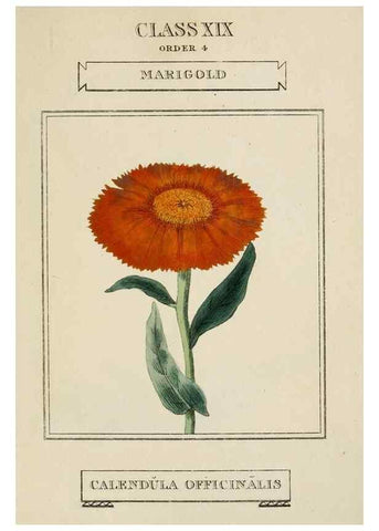 Reproducción/Reproduction 9901879154: Elements of the science of botany,. London,Printed by T. Bensley for J. Murray.1812.