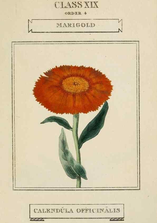 Reproducción/Reproduction 9901879154: Elements of the science of botany,. London,Printed by T. Bensley for J. Murray.1812.