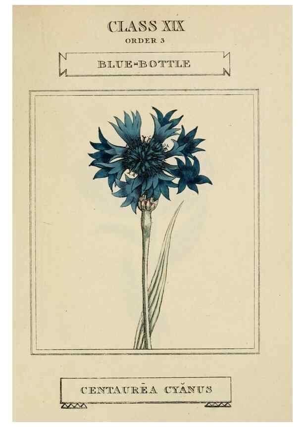 Reproducción/Reproduction 9901873884: Elements of the science of botany,. London,Printed by T. Bensley for J. Murray.1812.