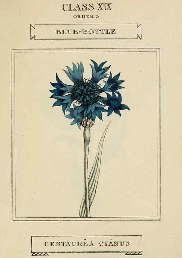 Reproducción/Reproduction 9901873884: Elements of the science of botany,. London,Printed by T. Bensley for J. Murray.1812.