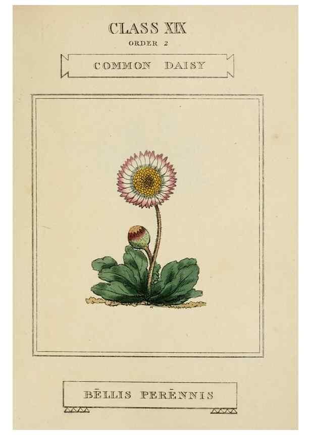 Reproducción/Reproduction 9901955443: Elements of the science of botany,. London,Printed by T. Bensley for J. Murray.1812.