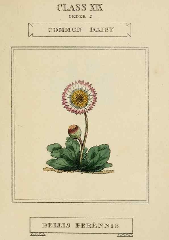 Reproducción/Reproduction 9901955443: Elements of the science of botany,. London,Printed by T. Bensley for J. Murray.1812.