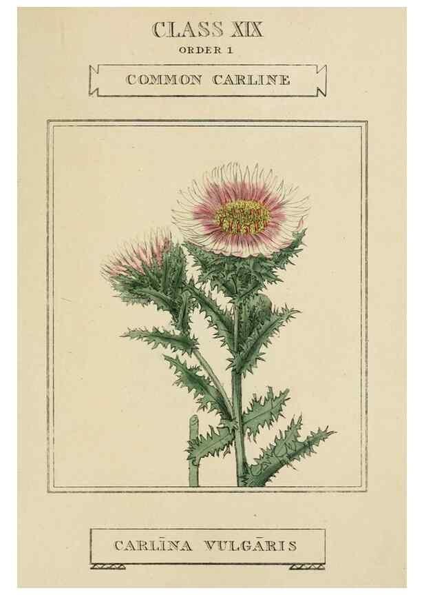 Reproducción/Reproduction 9901951263: Elements of the science of botany,. London,Printed by T. Bensley for J. Murray.1812.