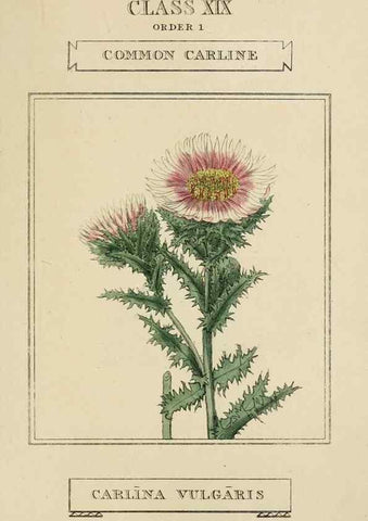 Reproducción/Reproduction 9901951263: Elements of the science of botany,. London,Printed by T. Bensley for J. Murray.1812.