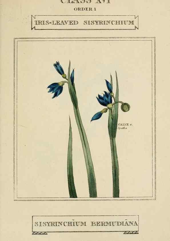 Reproducción/Reproduction 9901730725: Elements of the science of botany,. London,Printed by T. Bensley for J. Murray.1812.