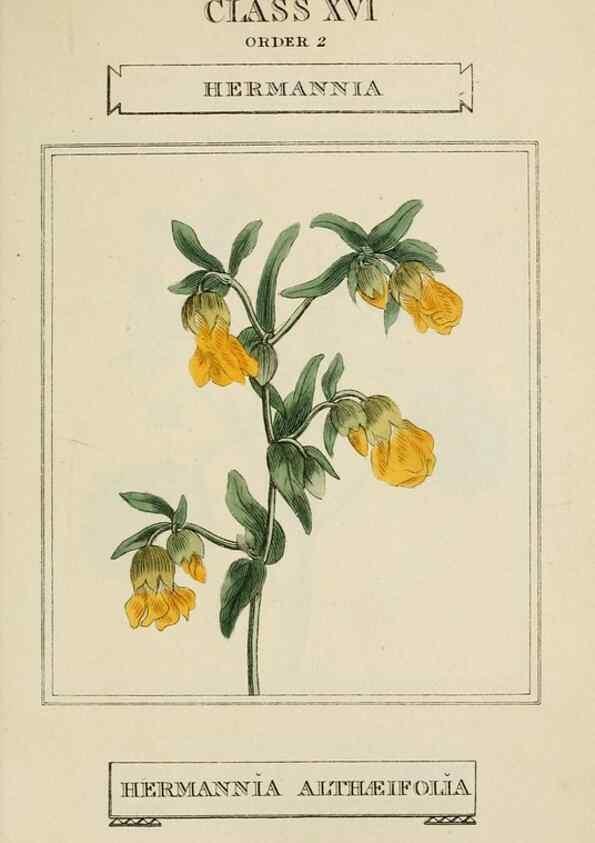 Reproducción/Reproduction 9901734665: Elements of the science of botany,. London,Printed by T. Bensley for J. Murray.1812.