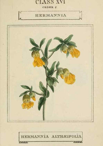 Reproducción/Reproduction 9901734665: Elements of the science of botany,. London,Printed by T. Bensley for J. Murray.1812.