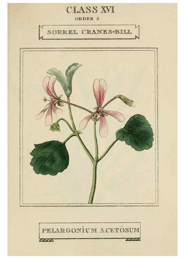 Reproducción/Reproduction 9901887523: Elements of the science of botany,. London,Printed by T. Bensley for J. Murray.1812.