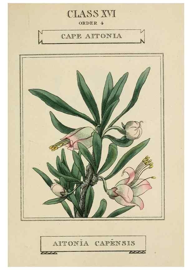 Reproducción/Reproduction 9901786556: Elements of the science of botany,. London,Printed by T. Bensley for J. Murray.1812.