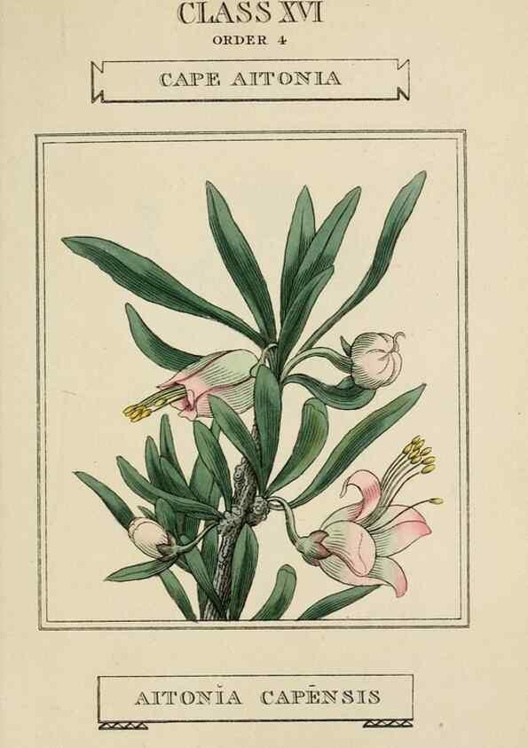 Reproducción/Reproduction 9901786556: Elements of the science of botany,. London,Printed by T. Bensley for J. Murray.1812.