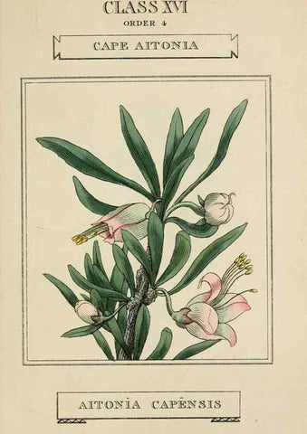 Reproducción/Reproduction 9901786556: Elements of the science of botany,. London,Printed by T. Bensley for J. Murray.1812.