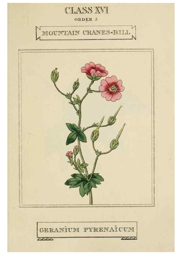 Reproducción/Reproduction 9901897263: Elements of the science of botany,. London,Printed by T. Bensley for J. Murray.1812.