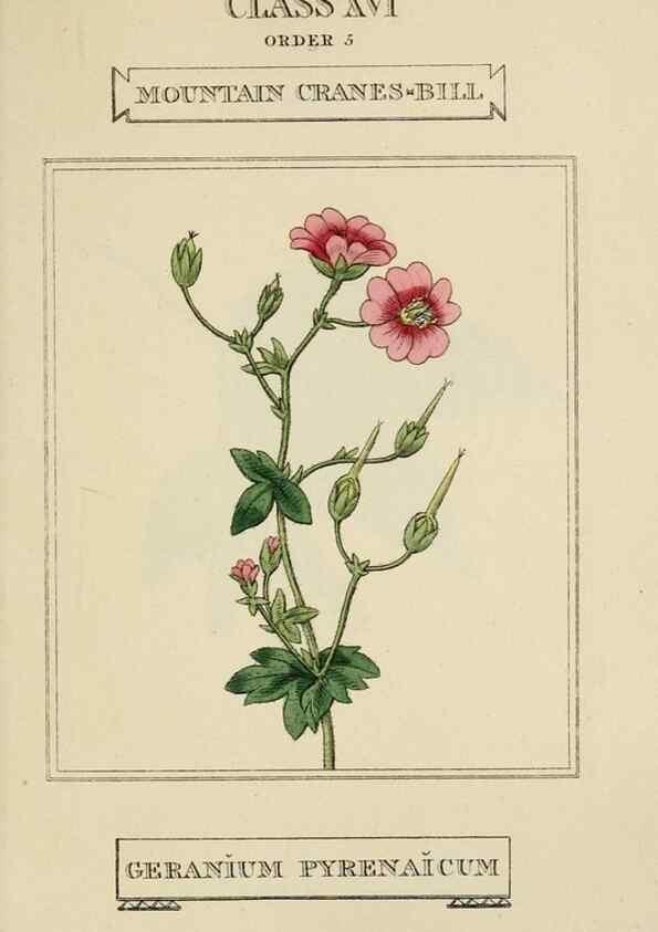 Reproducción/Reproduction 9901897263: Elements of the science of botany,. London,Printed by T. Bensley for J. Murray.1812.