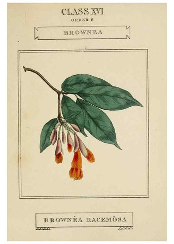 Reproducción/Reproduction 9901902053: Elements of the science of botany,. London,Printed by T. Bensley for J. Murray.1812.