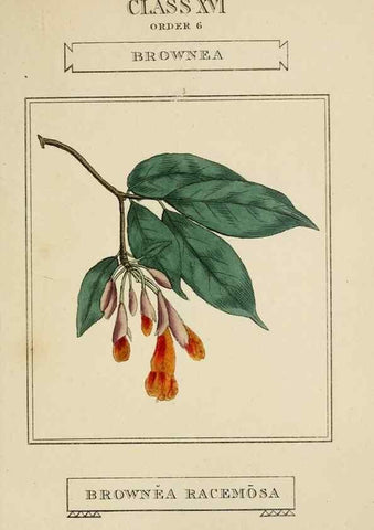 Reproducción/Reproduction 9901902053: Elements of the science of botany,. London,Printed by T. Bensley for J. Murray.1812.