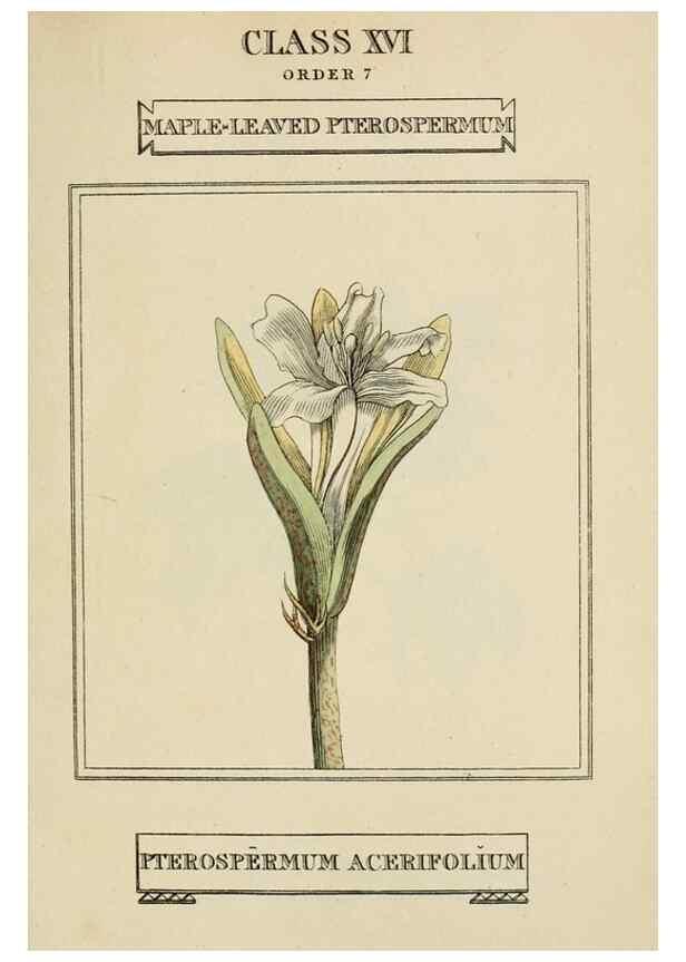 Reproducción/Reproduction 9901818814: Elements of the science of botany,. London,Printed by T. Bensley for J. Murray.1812.