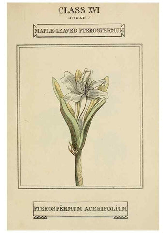 Reproducción/Reproduction 9901818814: Elements of the science of botany,. London,Printed by T. Bensley for J. Murray.1812.