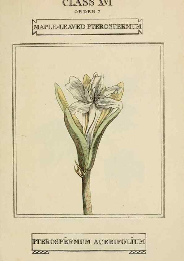 Reproducción/Reproduction 9901818814: Elements of the science of botany,. London,Printed by T. Bensley for J. Murray.1812.