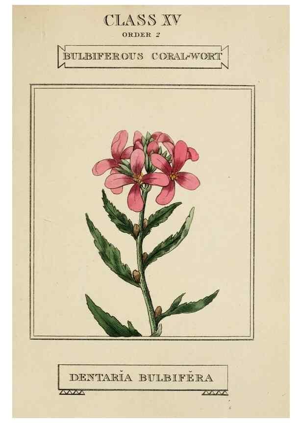 Reproducción/Reproduction 9901764566: Elements of the science of botany,. London,Printed by T. Bensley for J. Murray.1812.