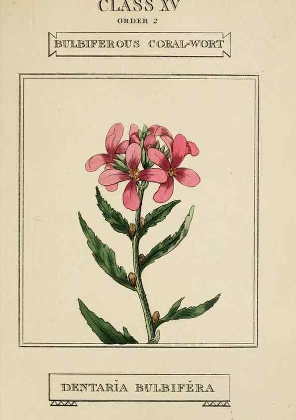 Reproducción/Reproduction 9901764566: Elements of the science of botany,. London,Printed by T. Bensley for J. Murray.1812.