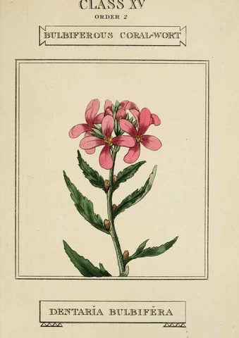 Reproducción/Reproduction 9901764566: Elements of the science of botany,. London,Printed by T. Bensley for J. Murray.1812.