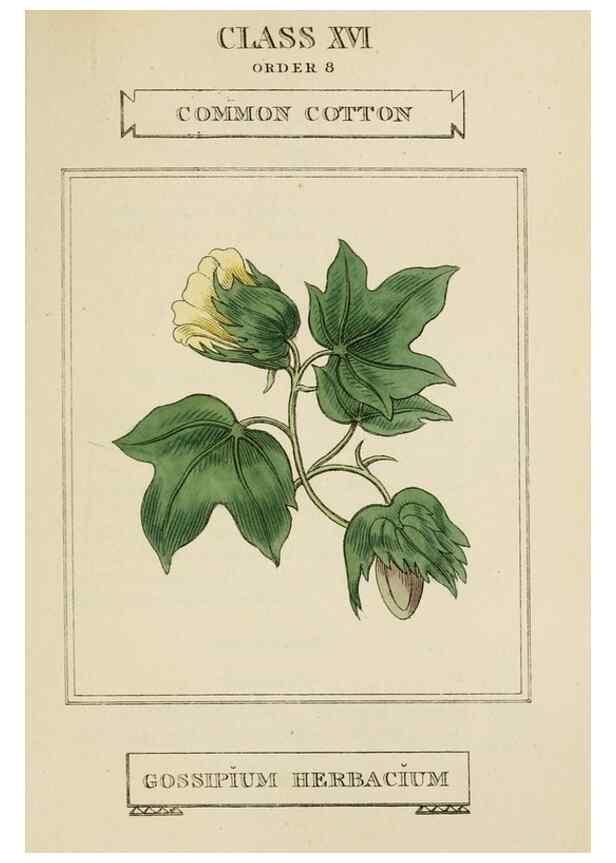 Reproducción/Reproduction 9901804546: Elements of the science of botany,. London,Printed by T. Bensley for J. Murray.1812.