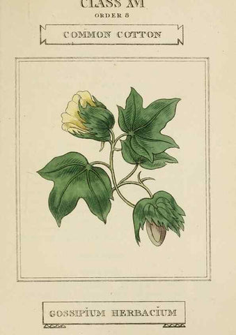 Reproducción/Reproduction 9901804546: Elements of the science of botany,. London,Printed by T. Bensley for J. Murray.1812.