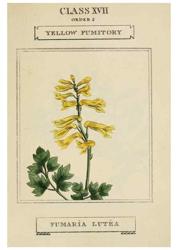 Reproducción/Reproduction 9901832754: Elements of the science of botany,. London,Printed by T. Bensley for J. Murray.1812.