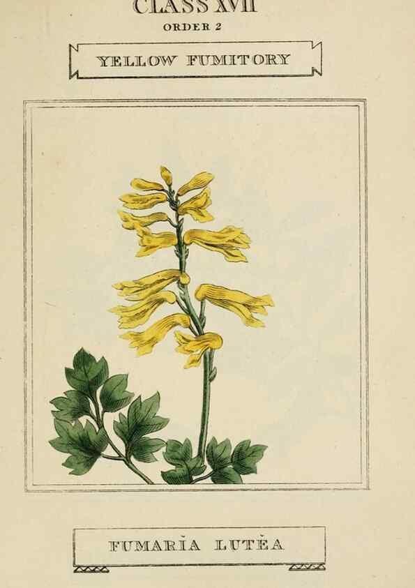 Reproducción/Reproduction 9901832754: Elements of the science of botany,. London,Printed by T. Bensley for J. Murray.1812.