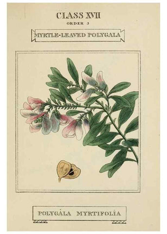 Reproducción/Reproduction 9901923443: Elements of the science of botany,. London,Printed by T. Bensley for J. Murray.1812.