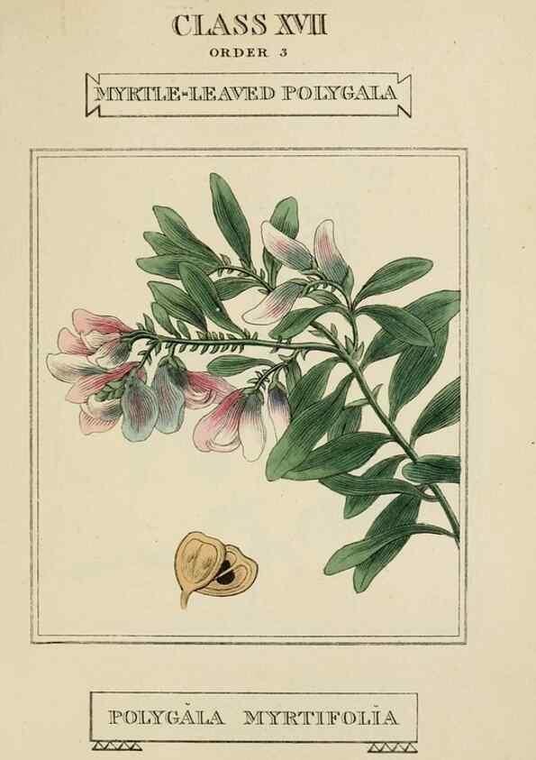 Reproducción/Reproduction 9901923443: Elements of the science of botany,. London,Printed by T. Bensley for J. Murray.1812.