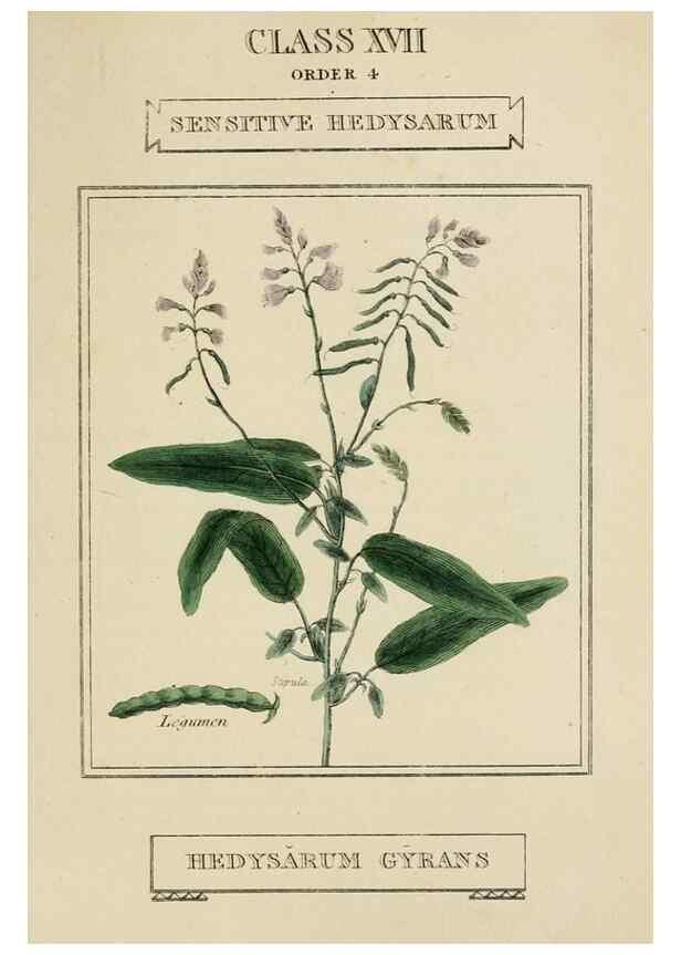 Reproducción/Reproduction 9901841864: Elements of the science of botany,. London,Printed by T. Bensley for J. Murray.1812.
