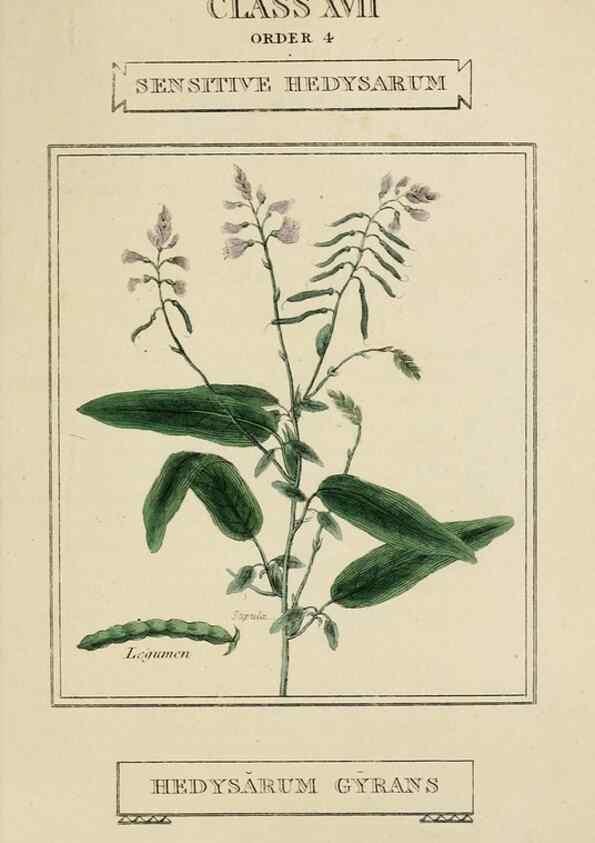 Reproducción/Reproduction 9901841864: Elements of the science of botany,. London,Printed by T. Bensley for J. Murray.1812.