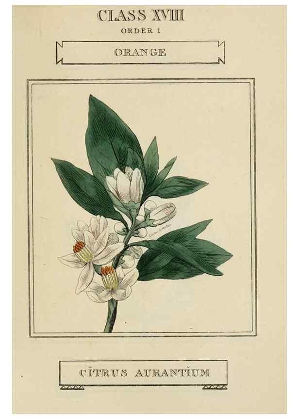 Reproducción/Reproduction 9901827796: Elements of the science of botany,. London,Printed by T. Bensley for J. Murray.1812.