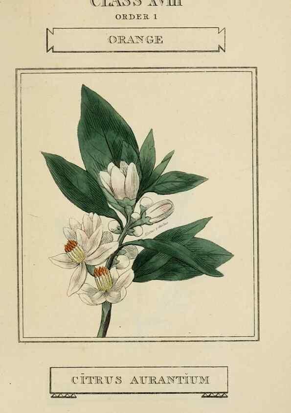 Reproducción/Reproduction 9901827796: Elements of the science of botany,. London,Printed by T. Bensley for J. Murray.1812.